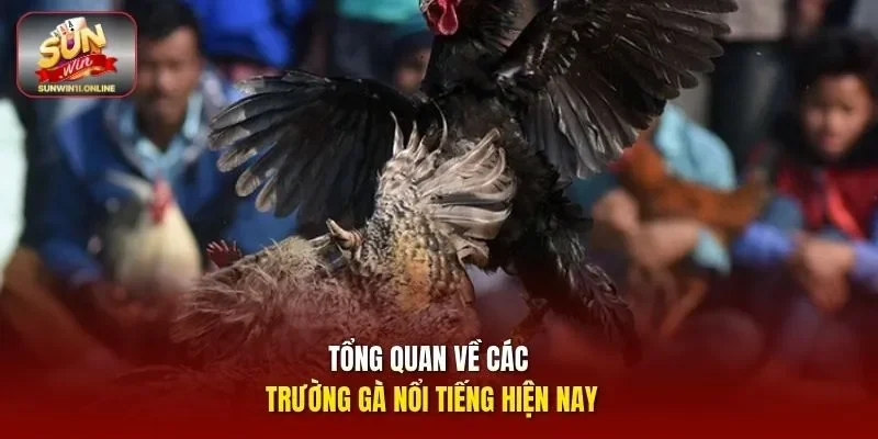 Các Trường Gà Nổi Tiếng Và Trải Nghiệm Đá Gà Hấp Dẫn 2 Sunwin Tổng quan về Các trường gà nổi tiếng hiện nay
